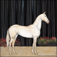 Horse Color:Gray Gold Cream Champagne Dun Appaloosa 