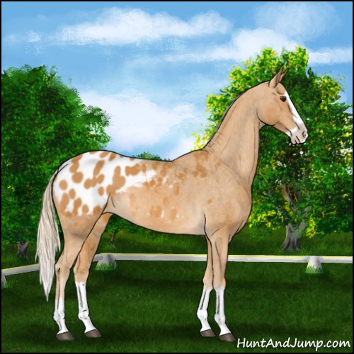 Horse Color:Palomino Splash Appaloosa 