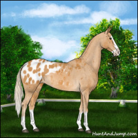 Horse Color:Palomino Splash Appaloosa 