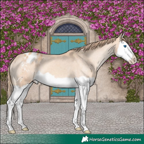 Horse Color:Gold Champagne Splash Appaloosa 