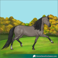 Horse Color:Grullo  and Grullo 