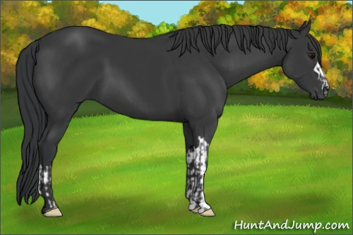 Horse Color:Black and Black
