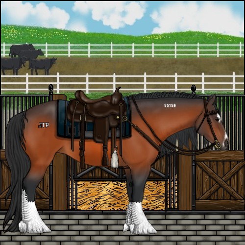 Horse Color:Bay Sabino 