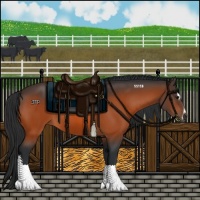 Horse Color:Bay Sabino 