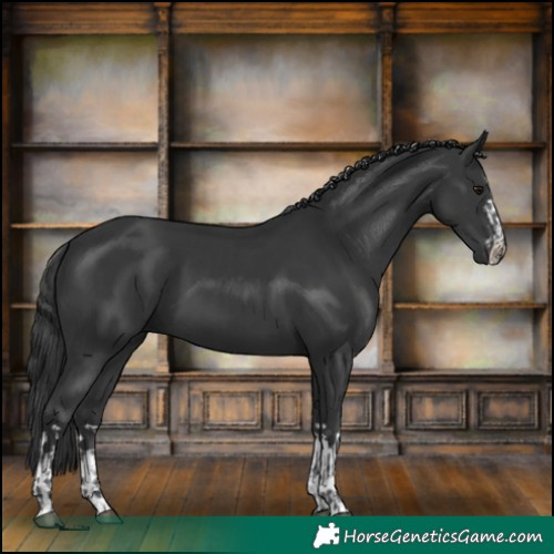 Horse Color:Black  and Black 