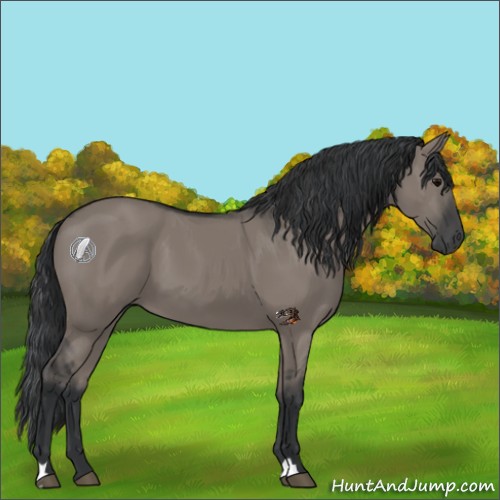 Horse Color:Grullo 
