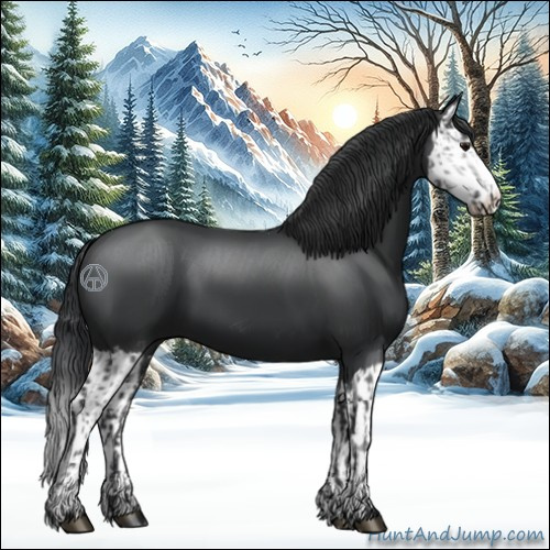 Horse Color:Silver Black  and Black Splash 