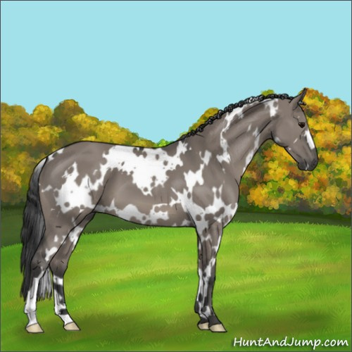 Horse Color:White Spotted Grullo Mushroom