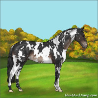Horse Color:White Spotted Brown Mushroom Appaloosa 