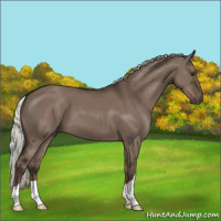 Horse Color:Liver Red Dun Mushroom 