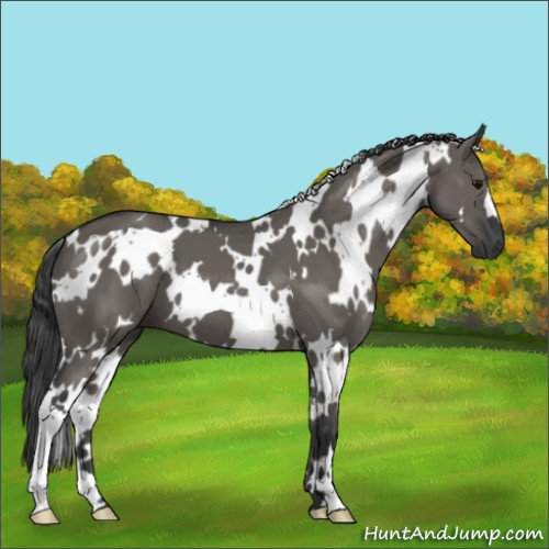 Horse Color:White Spotted Grullo Mushroom 