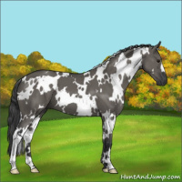 Horse Color:White Spotted Grullo Mushroom 