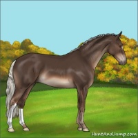 Horse Color:Liver Chestnut Mushroom 