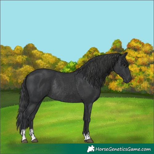 Horse Color:Black  and Black Rabicano 
