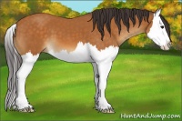 Horse Color:Buckskin Splash 