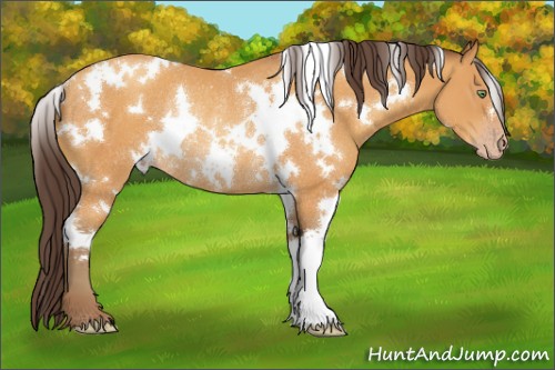 Horse Color:White Spotted Sable Cream Champagne Rabicano 