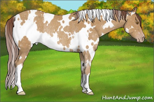 Horse Color:White Spotted Chocolate Classic Cream Champagne Rabicano 