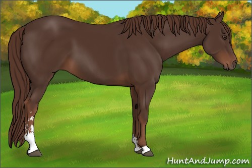 Horse Color:Liver Chestnut Sabino 