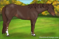 Horse Color:Liver Chestnut Sabino 