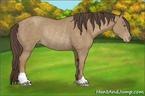 Horse Color:Classic Cream Champagne Rabicano 