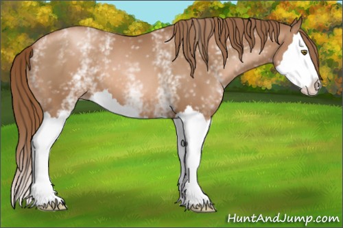 Horse Color:White Spotted Liver Chestnut Pearl Splash