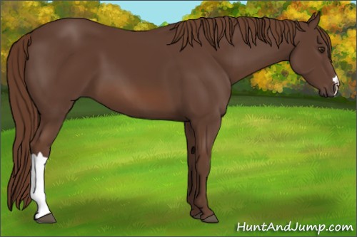 Horse Color:Liver Chestnut 