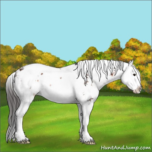 Horse Color:Bay Sabino Splash 