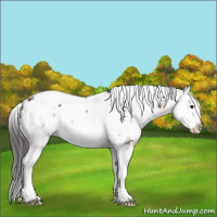Horse Color:Bay Sabino Splash 