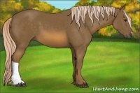 Horse Color:Chocolate Palomino 