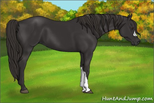 Horse Color:Liver Chestnut 
