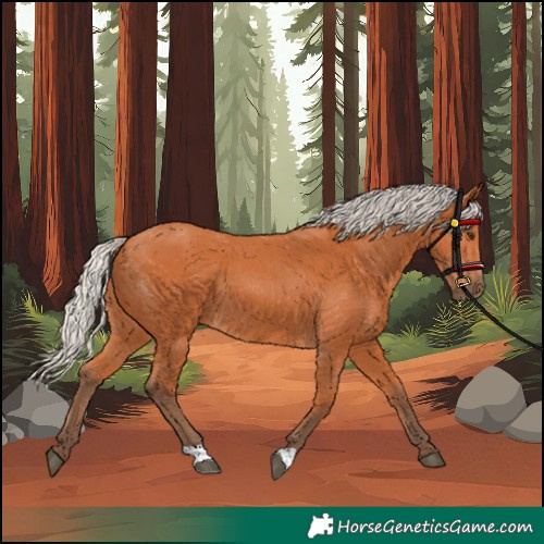 Horse Color:Silver Bay 