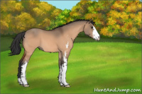 Horse Color:Bay Dun Sabino 