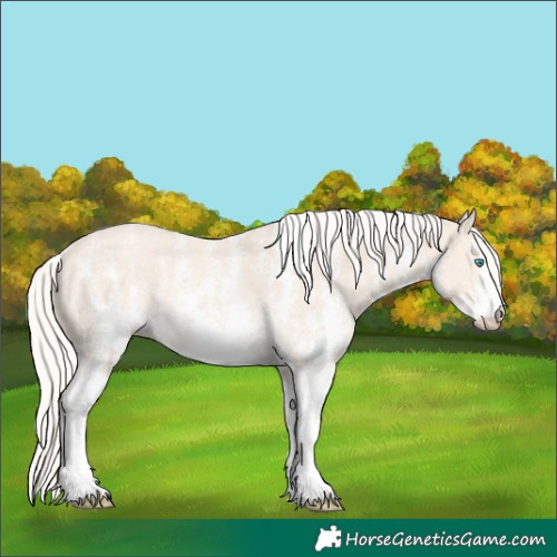 Horse Color:Cremello Sabino Rabicano 
