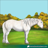 Horse Color:Cremello Sabino Rabicano