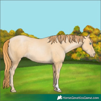 Horse Color:Buckskin Pearl 