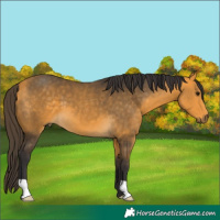 Horse Color:Buckskin 