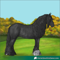 Horse Color:Black  and Black Rabicano 