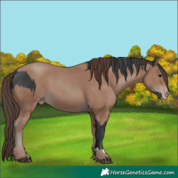 Horse Color:Unknown 