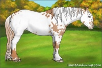 Horse Color:White Spotted Chestnut Splash Varnish 