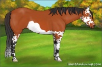 Horse Color:Bay Splash 