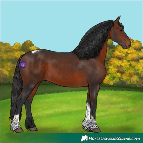 Horse Color:Bay Tobiano Rabicano 