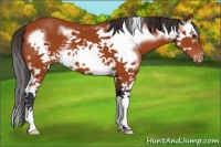 Horse Color:Brown Splash Frame Appaloosa 