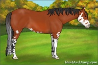 Horse Color:Brown Sabino Splash