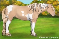 Horse Color:Gold Champagne Tobiano 