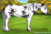 Horse Color:Brown Splash Tobiano Frame 