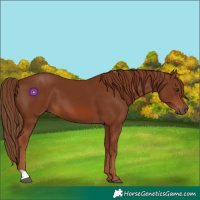 Horse Color:Chestnut 