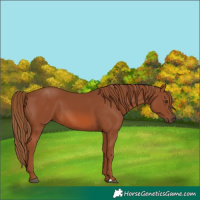 Horse Color:Chestnut 