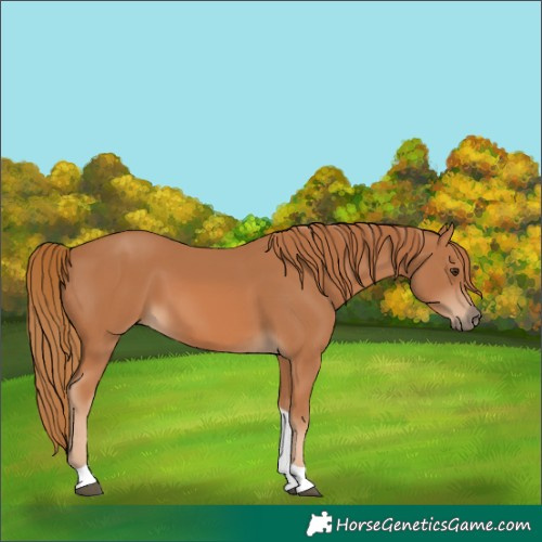 Horse Color:Chestnut Tobiano Rabicano