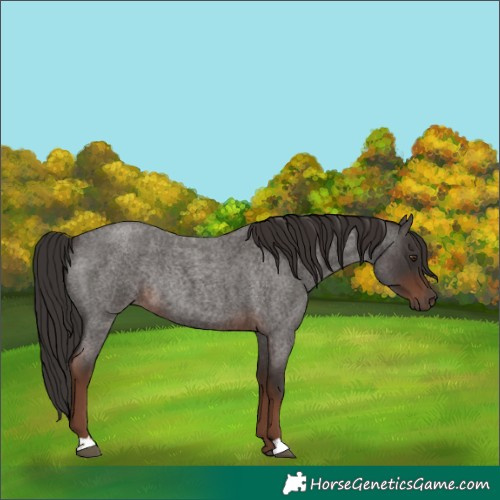 Horse Color:Liver Red Roan Rabicano