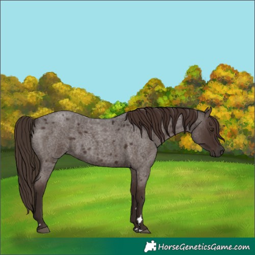 Horse Color:Liver Red Roan 